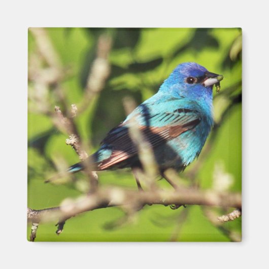 Indigo Bunting Magnet (Voorkant)