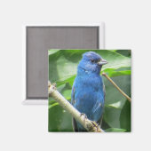 Indigo Bunting Magnet (Voorkant / Achterkant)