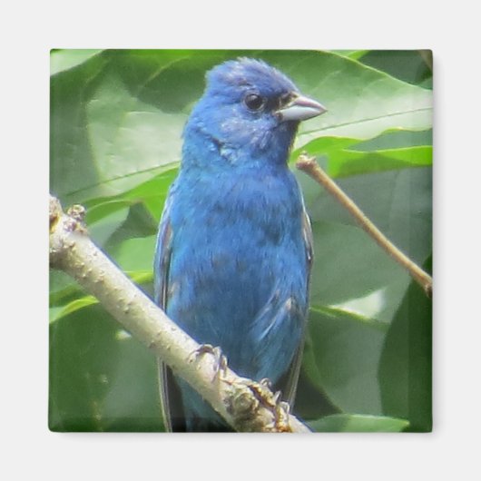 Indigo Bunting Magnet (Voorkant)