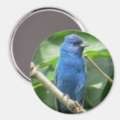 Indigo Bunting Magnet (Voorkant / Achterkant)