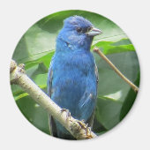 Indigo Bunting Magnet (Voorkant)