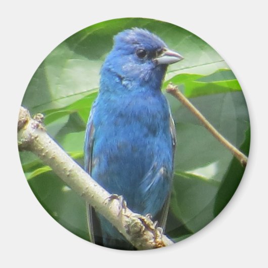 Indigo Bunting Magnet (Voorkant)