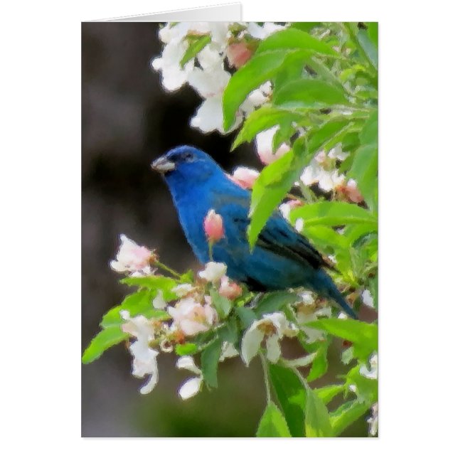 Indigo Bunting met bloesems (Voorkant)