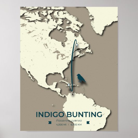 Indigo Bunting Migration Map – Minimalistische Vin Poster (Voorkant)