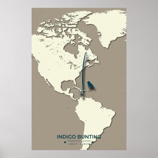 Indigo Bunting Migration Map – Minimalistische Vin Poster (Voorkant)