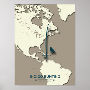 Indigo Bunting Migration Map – Minimalistische Vin Poster