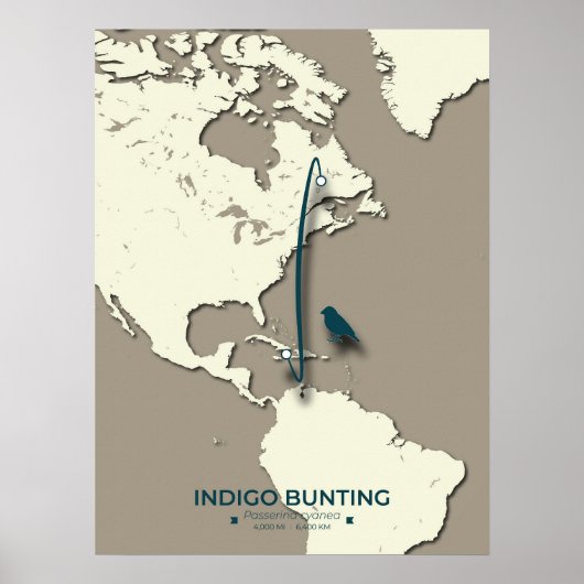 Indigo Bunting Migration Map – Minimalistische Vin Poster (Voorkant)