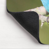 Indigo Bunting Muismat (Hoek)