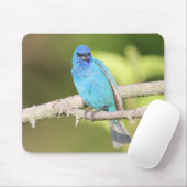 Indigo Bunting Muismat (Met muis)