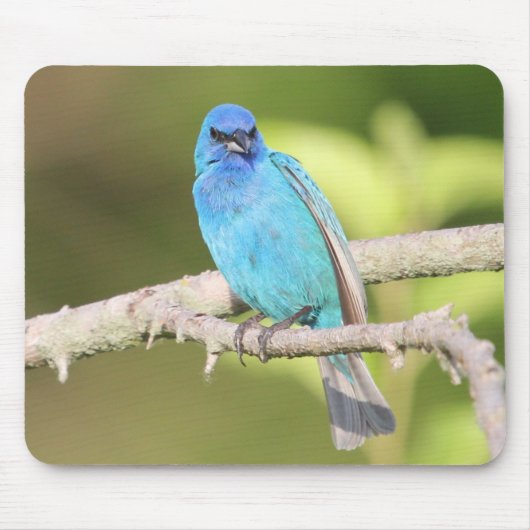 Indigo Bunting Muismat (Voorkant)