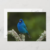 Indigo Bunting, Passerina cyanea, Kustal Briefkaart (Voorkant / Achterkant)