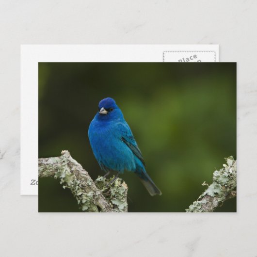 Indigo Bunting, Passerina cyanea, Kustal Briefkaart (Voorkant / Achterkant)