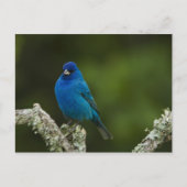 Indigo Bunting, Passerina cyanea, Kustal Briefkaart (Voorkant)