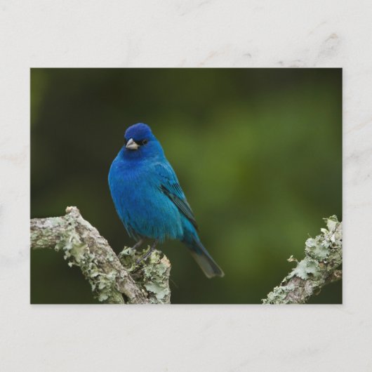 Indigo Bunting, Passerina cyanea, Kustal Briefkaart (Voorkant)