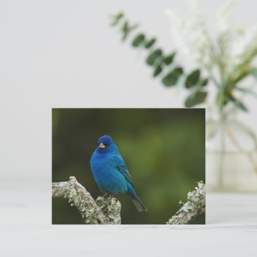 Indigo Bunting, Passerina cyanea, Kustal Briefkaart (Staand voorkant)