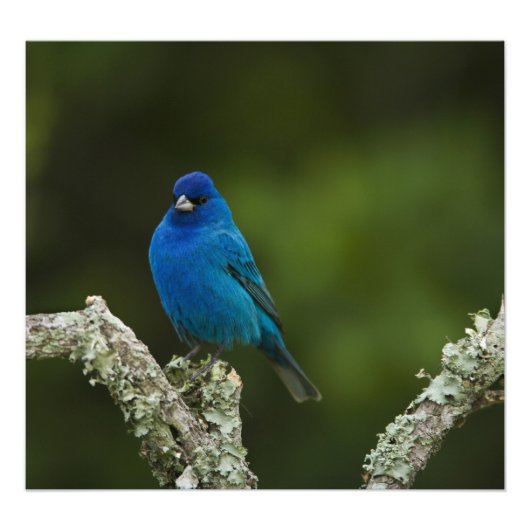 Indigo Bunting, Passerina cyanea, Kustal Foto Afdruk (Voorkant)