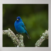 Indigo Bunting, Passerina cyanea, Kustal Poster (Voorkant)