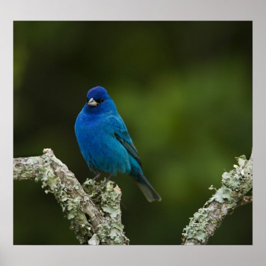 Indigo Bunting, Passerina cyanea, Kustal Poster (Voorkant)