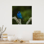 Indigo Bunting, Passerina cyanea, Kustal Poster (Keuken)