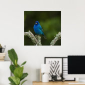 Indigo Bunting, Passerina cyanea, Kustal Poster (Thuiskantoor)