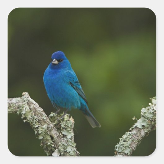 Indigo Bunting, Passerina cyanea, Kustal Vierkante Sticker (Voorkant)