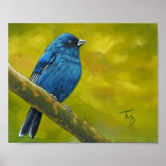 Indigo Bunting - Poster (Voorkant)