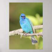 Indigo Bunting Poster (Voorkant)