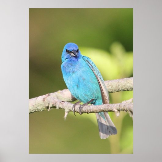 Indigo Bunting Poster (Voorkant)