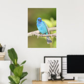 Indigo Bunting Poster (Thuiskantoor)