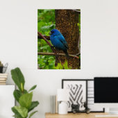 Indigo Bunting Poster (Thuiskantoor)