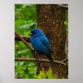 Indigo Bunting Poster (Voorkant)
