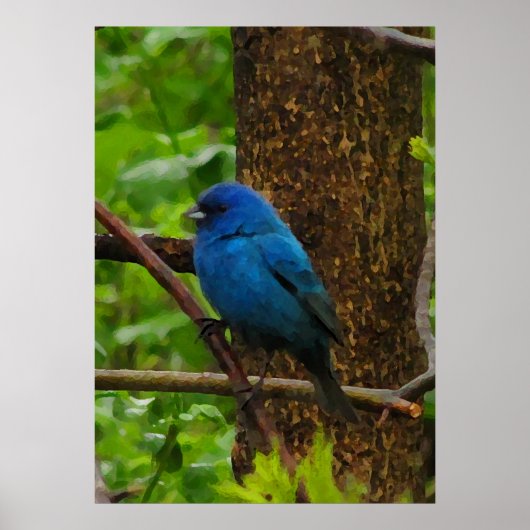 Indigo Bunting Poster (Voorkant)