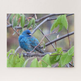 Indigo Bunting Puzzle Legpuzzel