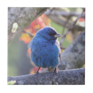 Indigo Bunting Tegeltje
