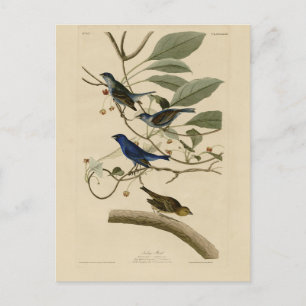 Indigo Bunting uit Audubon's Vogels van Amerika Briefkaart