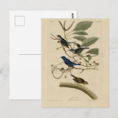 Indigo Bunting uit Audubon's Vogels van Amerika Briefkaart (Voorkant / Achterkant)