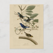 Indigo Bunting uit Audubon's Vogels van Amerika Briefkaart (Voorkant)