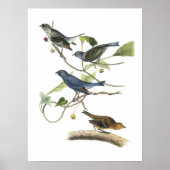 Indigo Bunting van Audubon Poster (Voorkant)