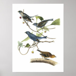 Indigo Bunting van Audubon Poster