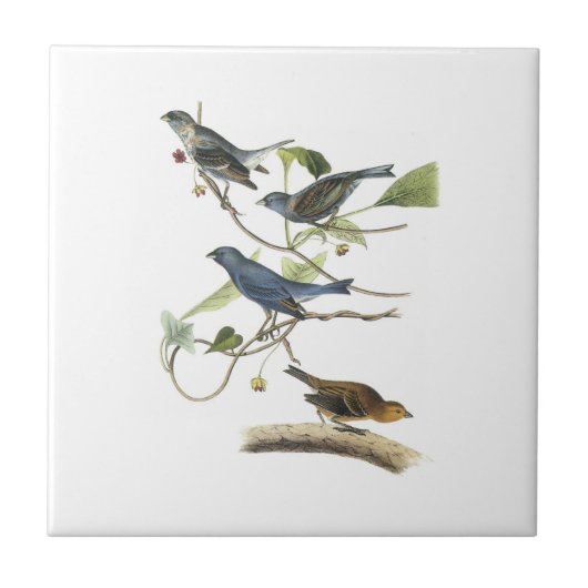 Indigo Bunting van Audubon Tegeltje (Voorkant)