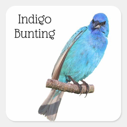 Indigo Bunting Vierkante Sticker (Voorkant)