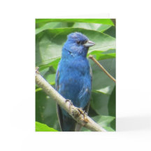 Indigo Bunting Wenskaart
