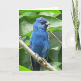 Indigo Bunting Wenskaart Kaart