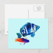 Indigo Fish, Fairy Basslet Briefkaart (Voorkant / Achterkant)