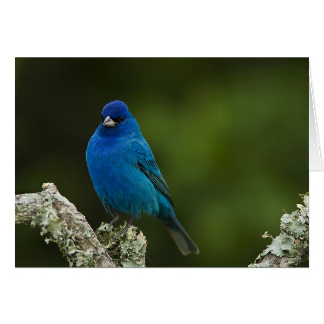 Indigo-gors, Passerina cyanea, Kust (Voorkant Horizontaal)