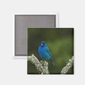 Indigo-gors, Passerina cyanea, Kust Magneet (Voorkant / Achterkant)