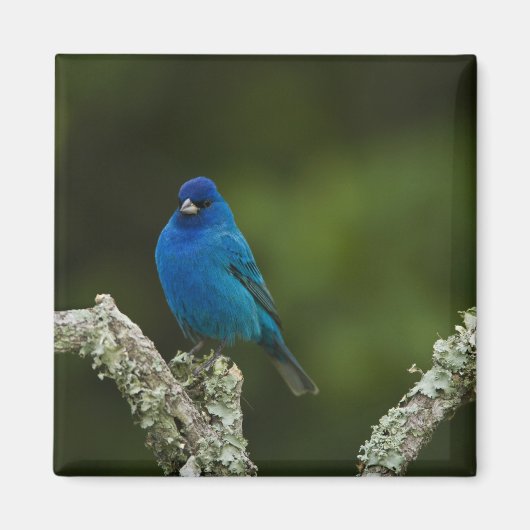 Indigo-gors, Passerina cyanea, Kust Magneet (Voorkant)