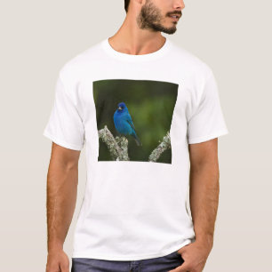Indigo-gors, Passerina cyanea, Kust T-shirt