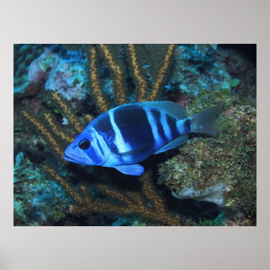 Indigo Hamlet Poster (Voorkant)