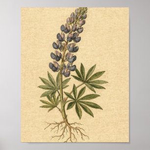 Indigo Lupine Botanische Bloem Kunst Poster